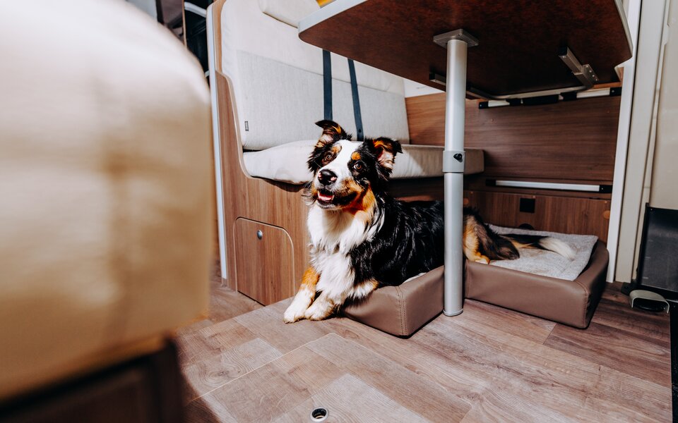 Dog lying on a dog bed inside a Carado motorhome under the table