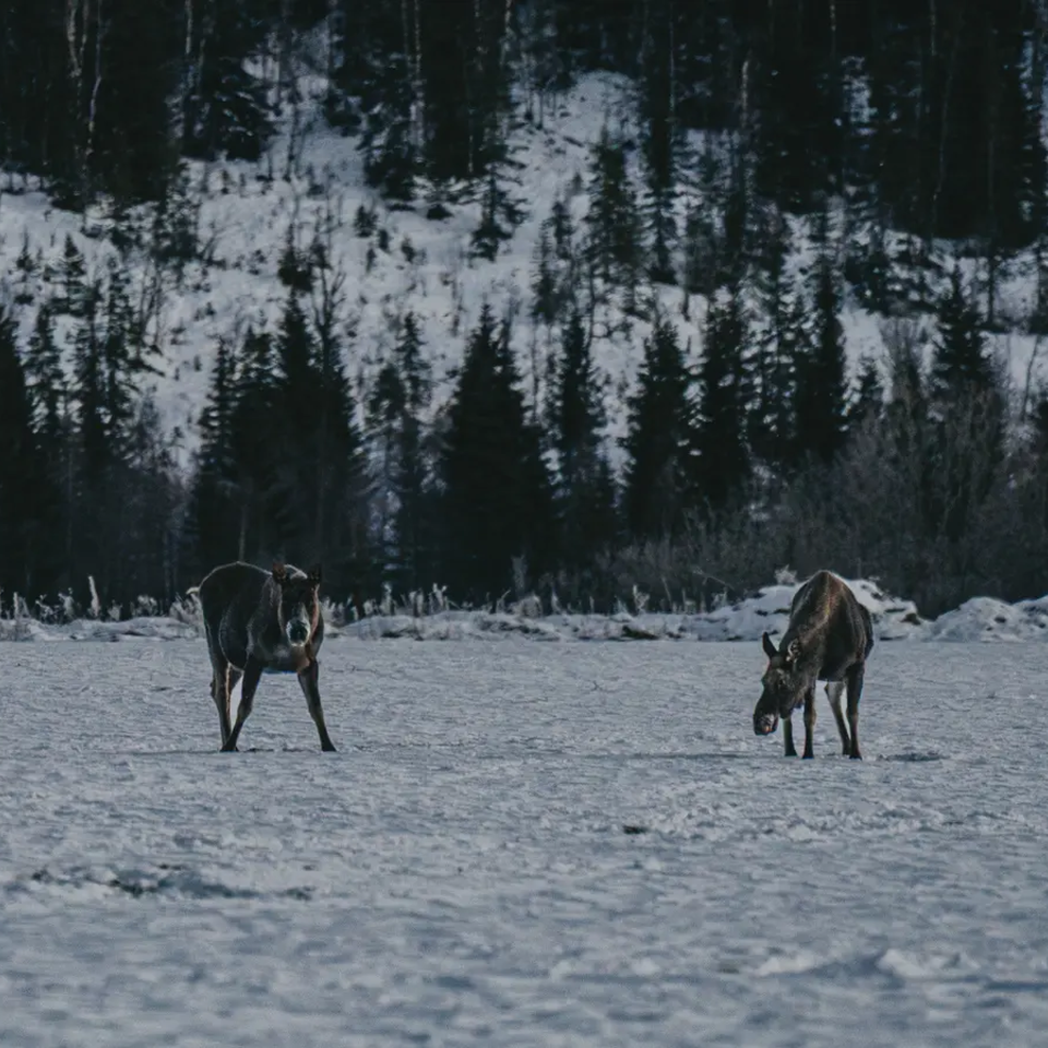 To elge, sneklædt skov i baggrunden