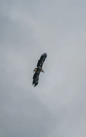 En ørn flyver gennem luften med vidt udstrakte vinger